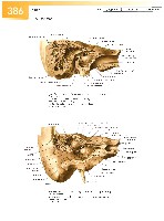 Sobotta Atlas of Human Anatomy  Head,Neck,Upper Limb Volume1 2006, page 393